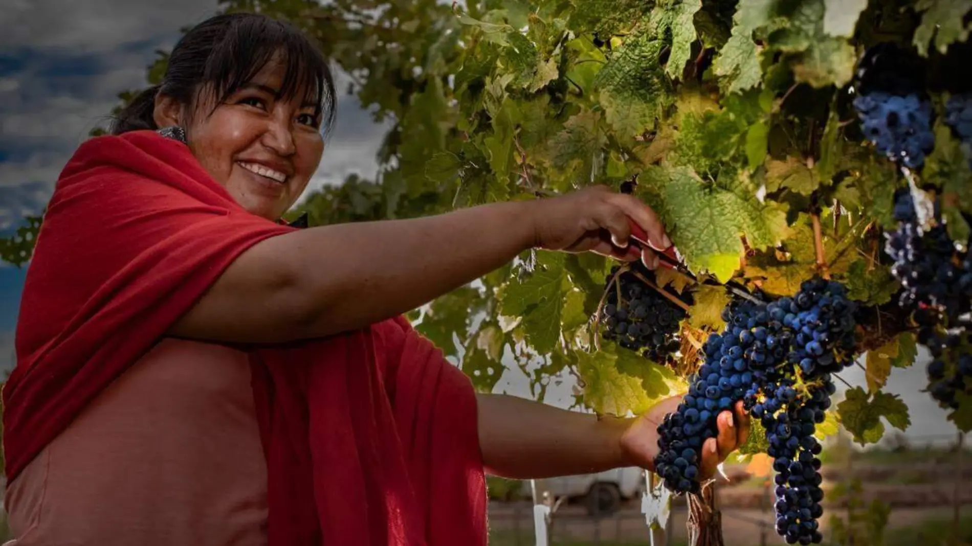 viñedo uvas Heraldo de Chihuahua